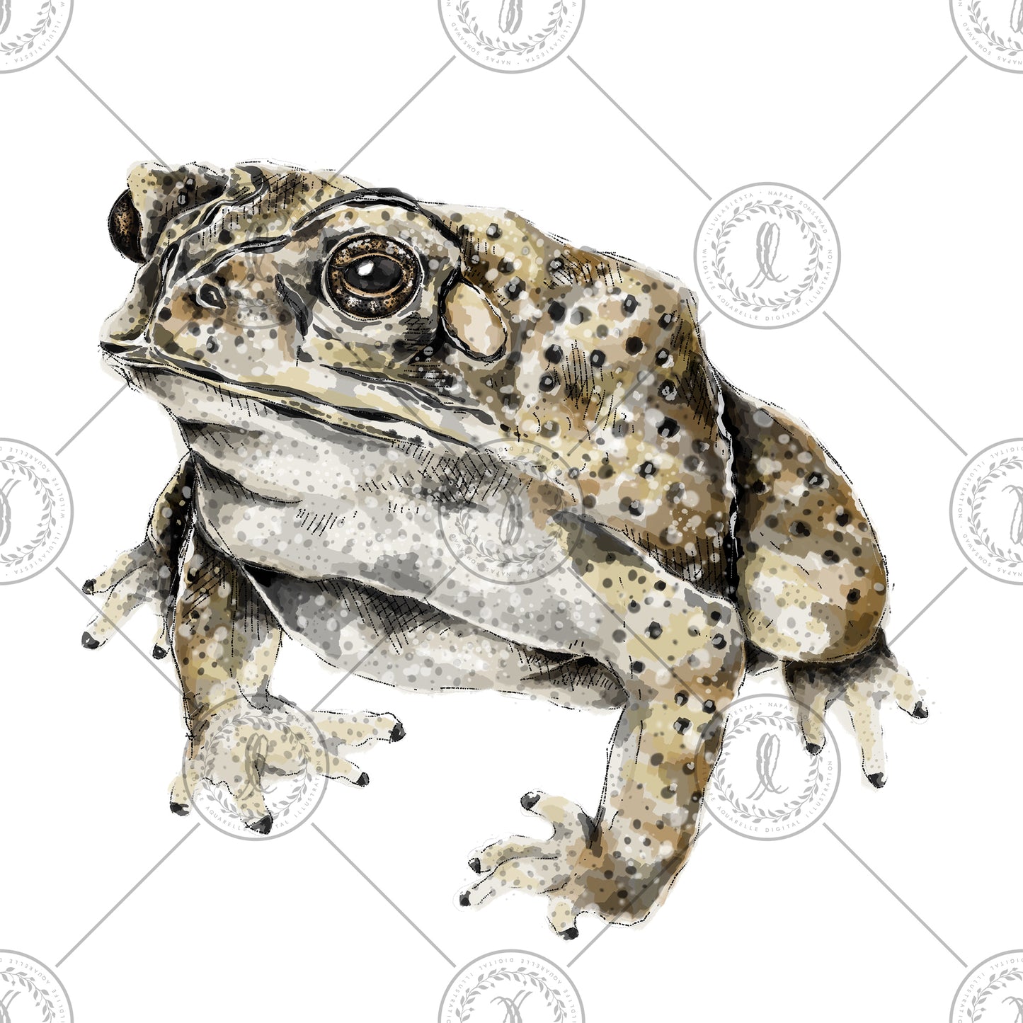 Asian Common Toad (Duttaphrynus melanostictus)