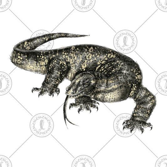 Asian Water Monitor (Varanus salvator)