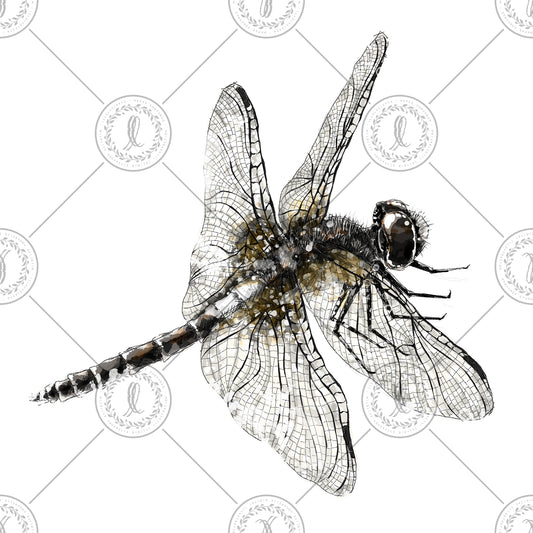 Banded Skimmer (Pseudothemis jorina)