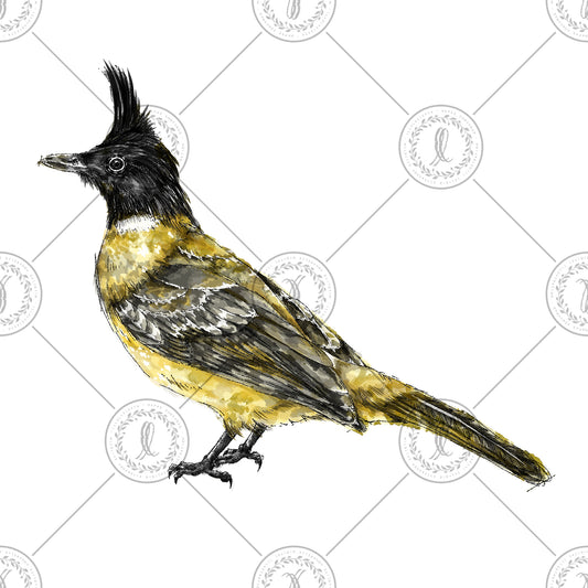 Black-crested Bulbul (Pycnonotus flaviventris)