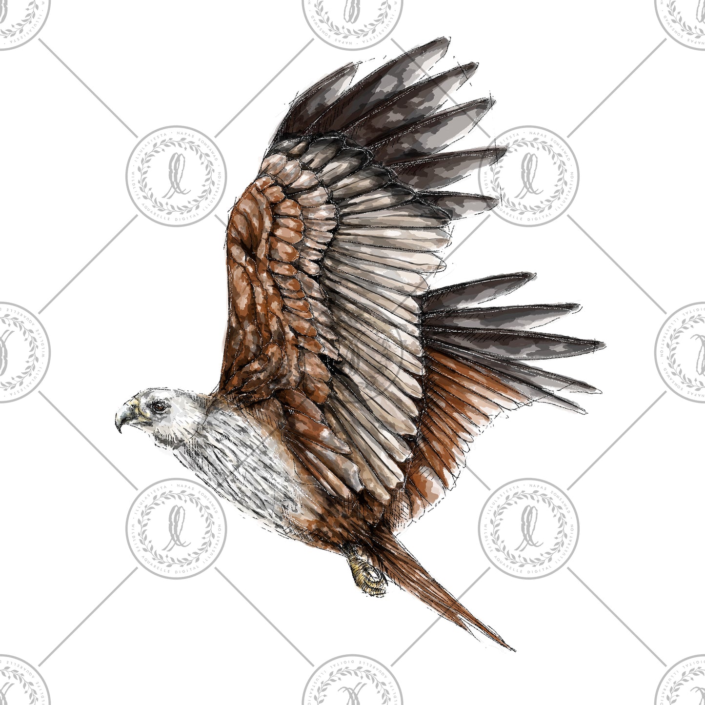 Brahminy Kite (Haliastur indus)