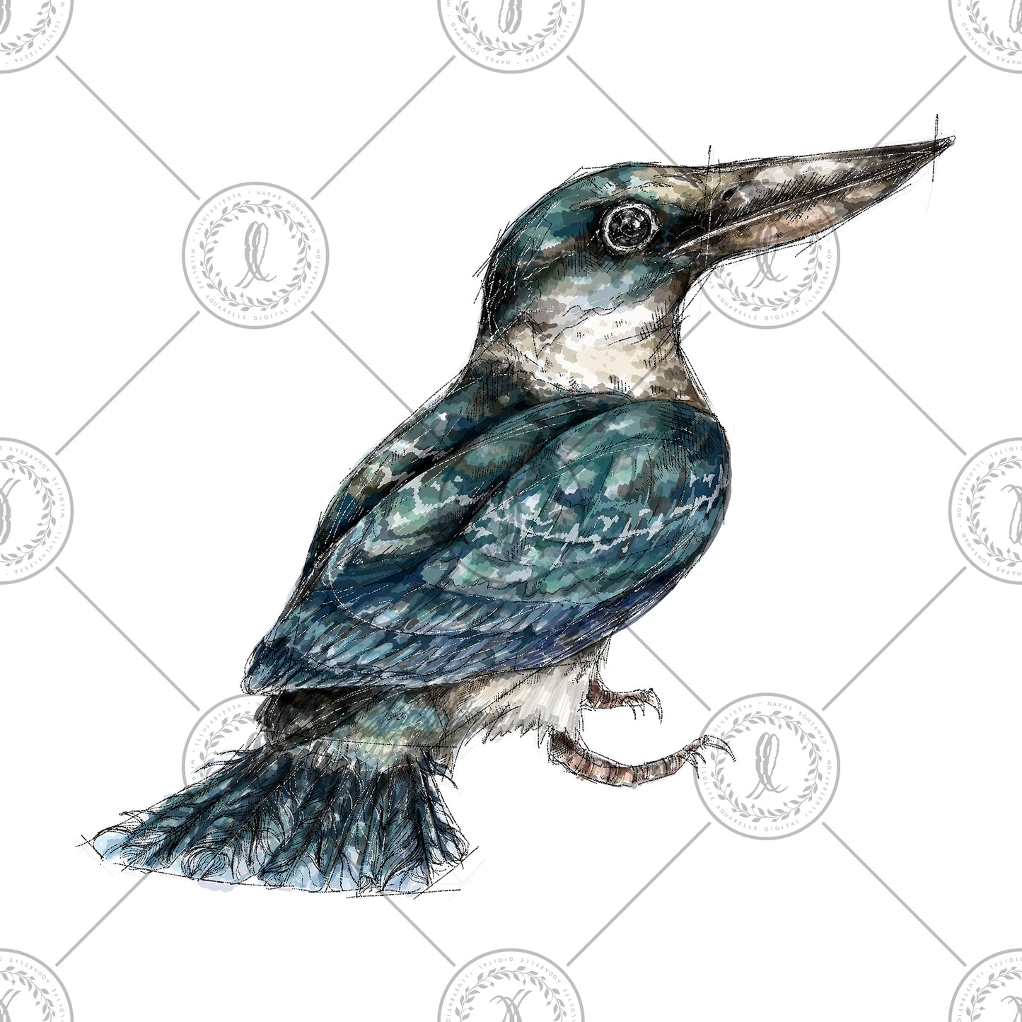 Collared Kingfisher (Todiramphus chloris)