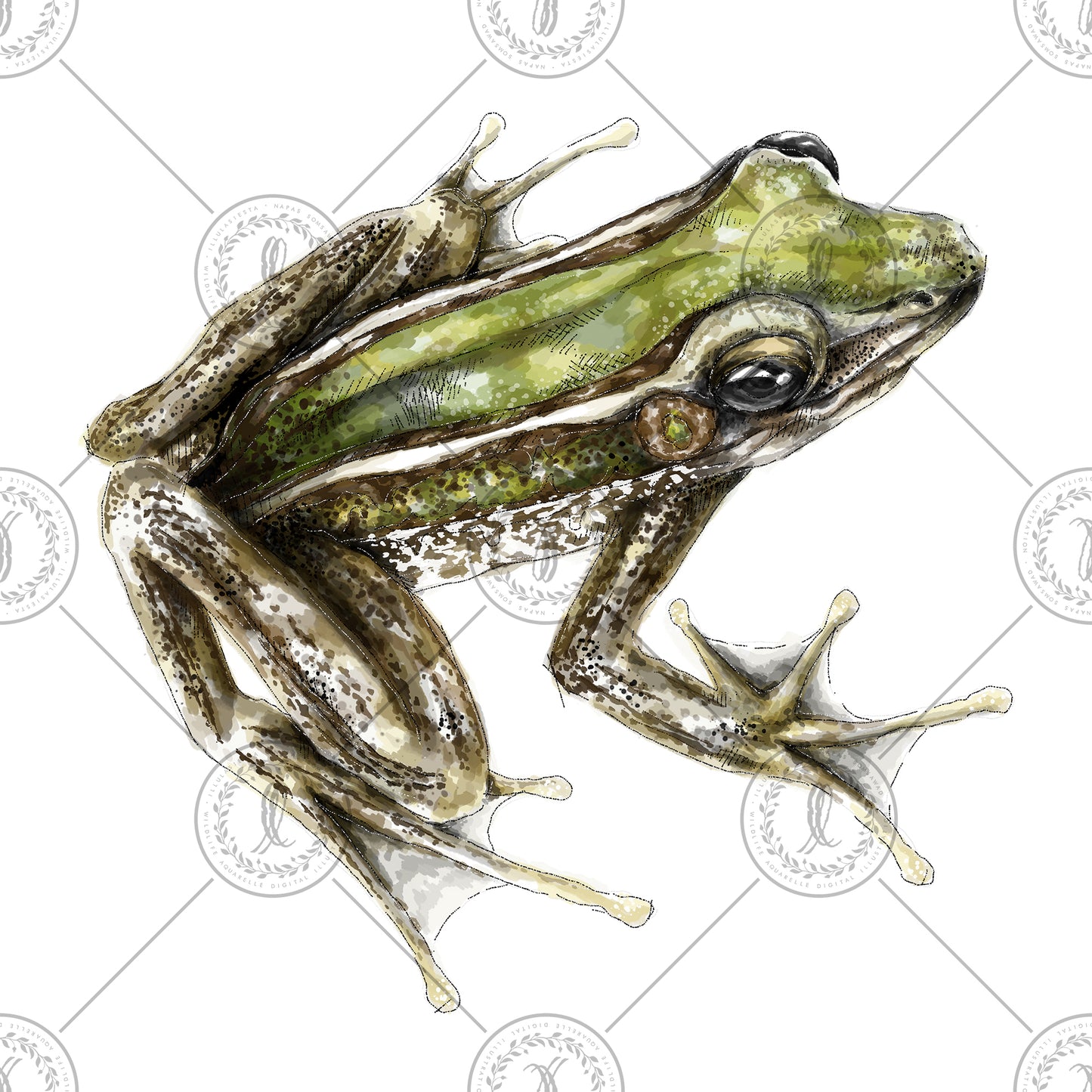 Common Green Frog (Hylarana erythraea)