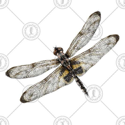 Common Plain Skimmer (Rhyothemis phyllis)