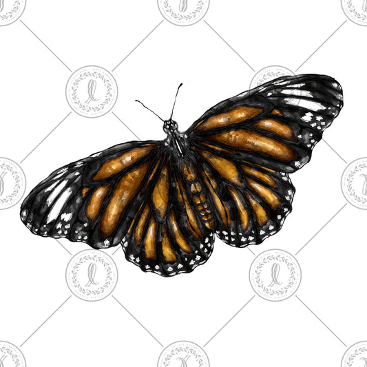 Common Tiger (Danaus genutia)