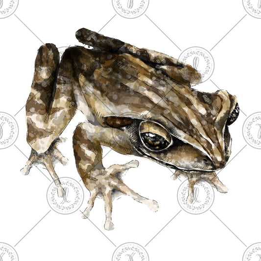 Common Treefrog (Polypedates leucomystax)