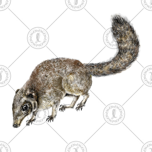 Common Treeshrew (Tupaia glis)