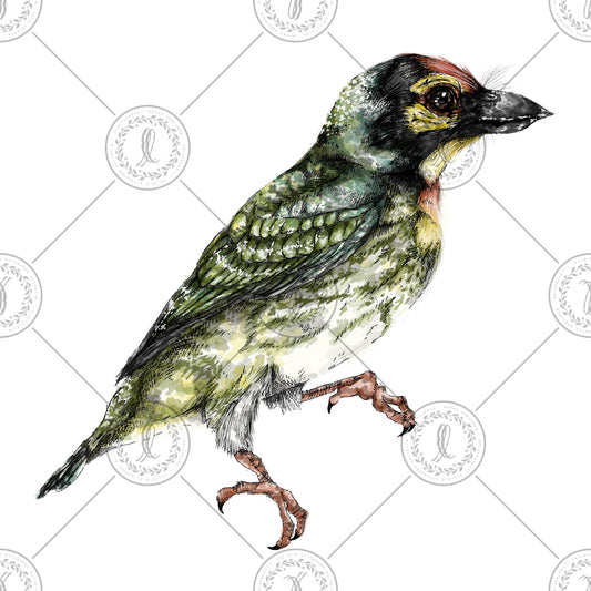 Coppersmith Barbet (Psilopogon haemacephalus)