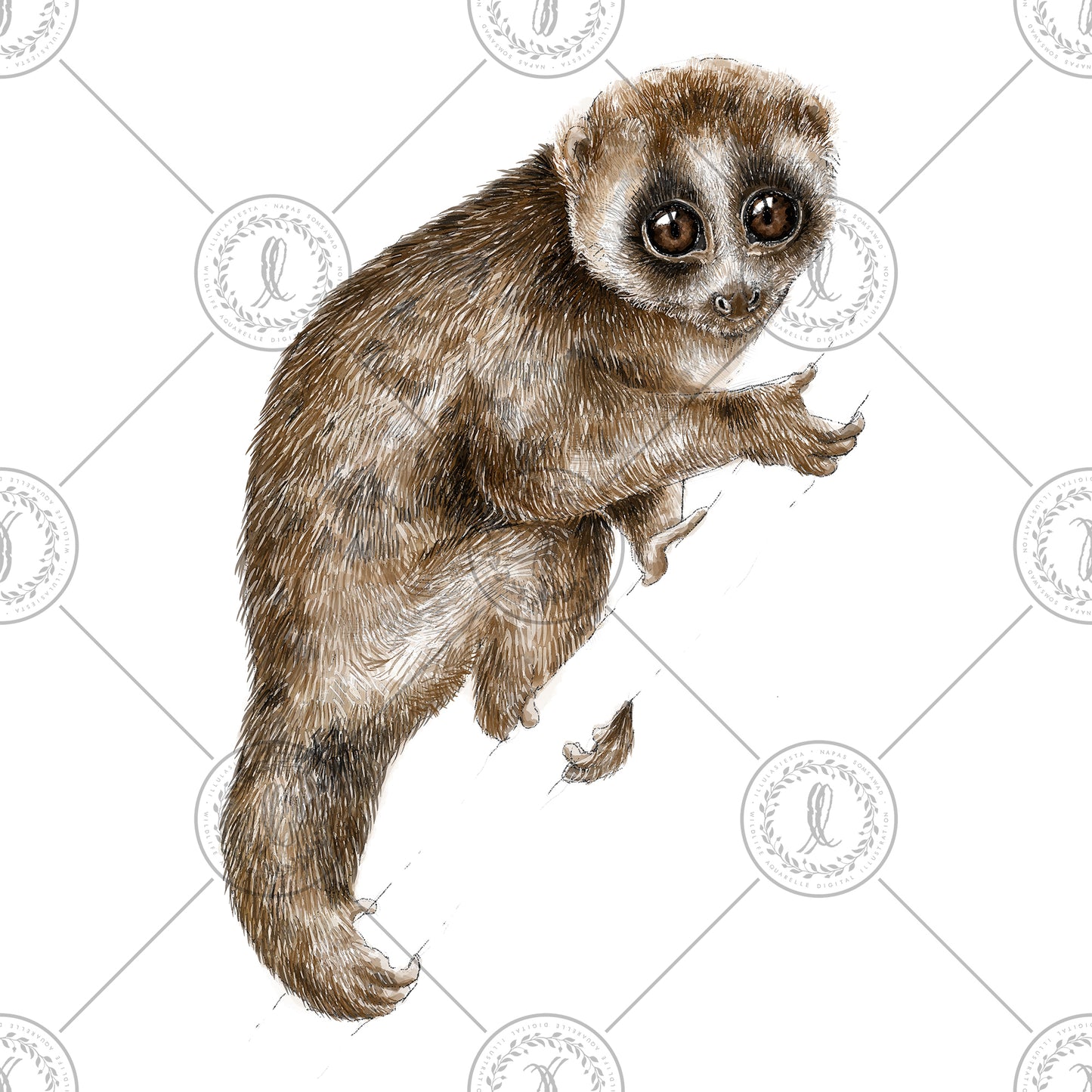 Sunda Slow Loris (Nycticebus coucang)