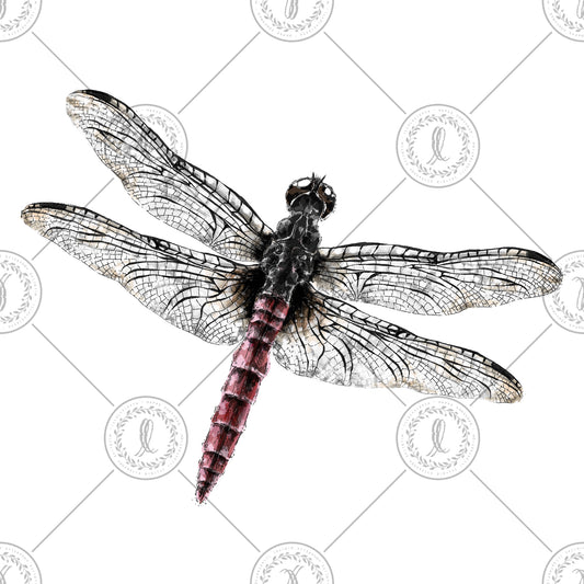 Crimson-tailed Marsh Hawk (Orthetrum pruinosum)