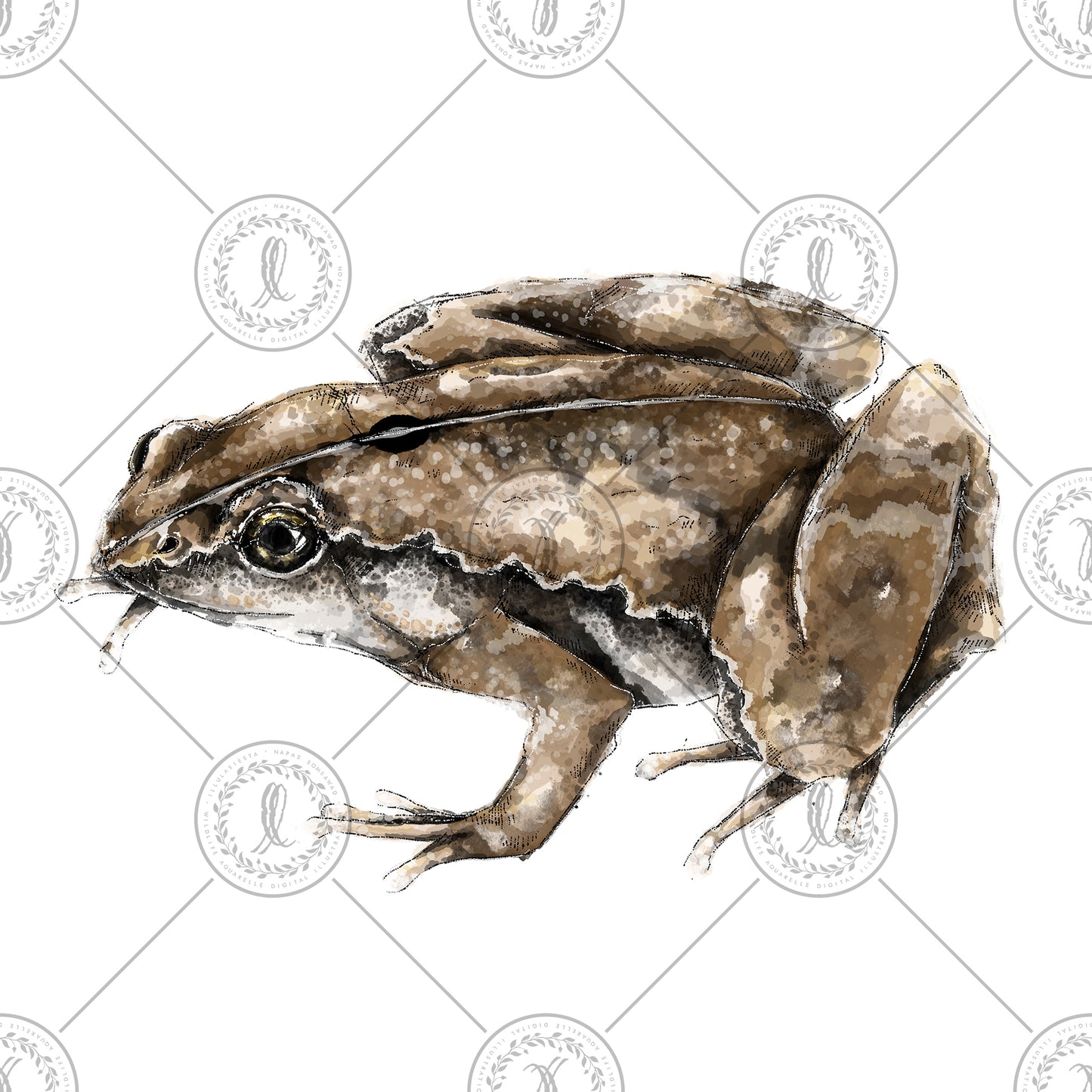 Dark-sided Chorus Frog (Microhyla heymonsi)