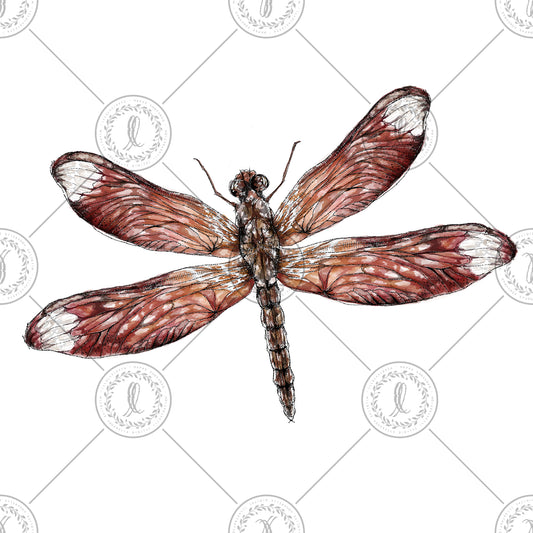 Fulvous Forest Skimmer (Neurothemis fulvia)