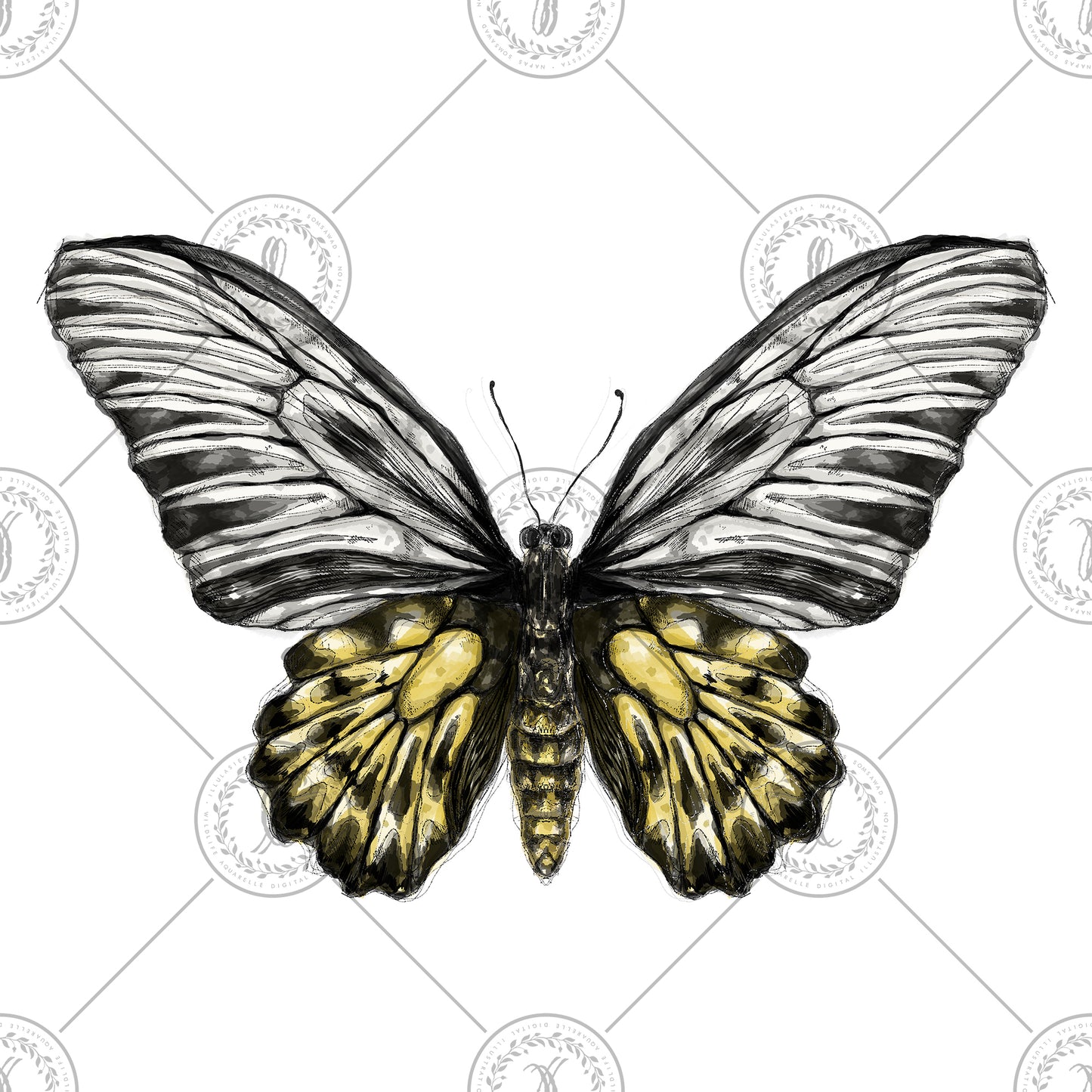 Golden Birdwing (Trodies aeacus)