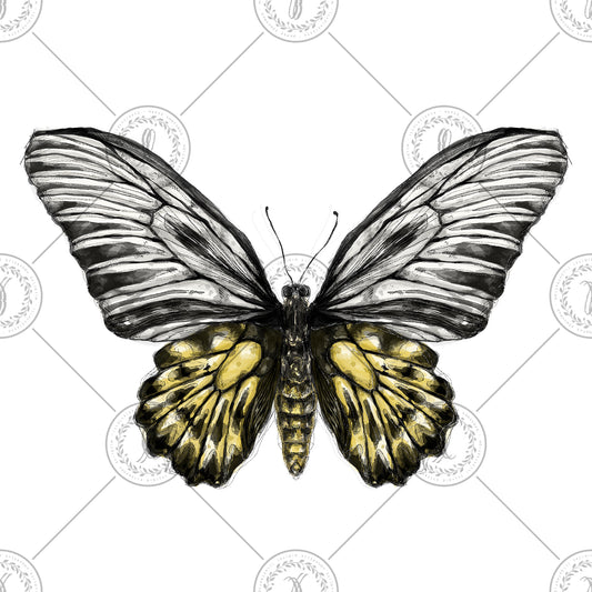 Golden Birdwing (Trodies aeacus)