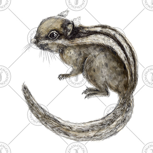 Himalayan Striped Squirrel (Tamiops macclellandii)