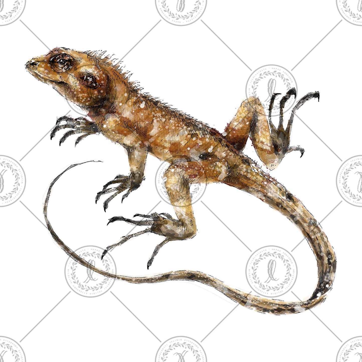 Oriental Garden Lizard (Calotes versicolor)