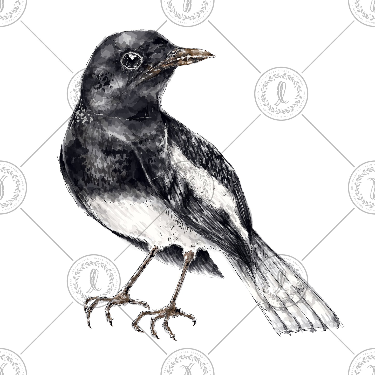 Oriental Magpie Robin (Copsychus saularis)