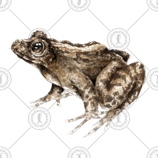 Rice Field Frog (Fejervarya limnocharis)