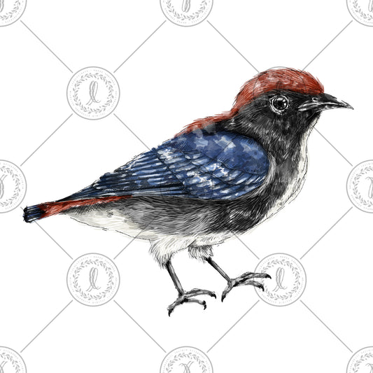 Scarlet-backed Flowerpecker (Dicaeum cruentatum)