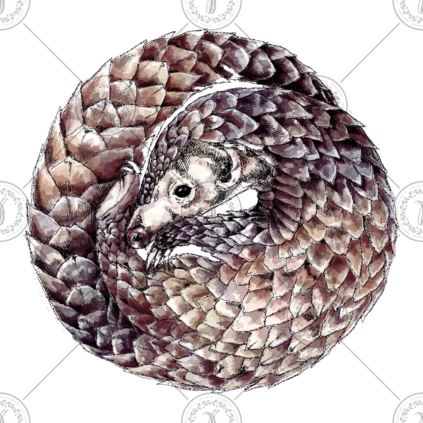 Sunda Pangolin (Manis javanica)