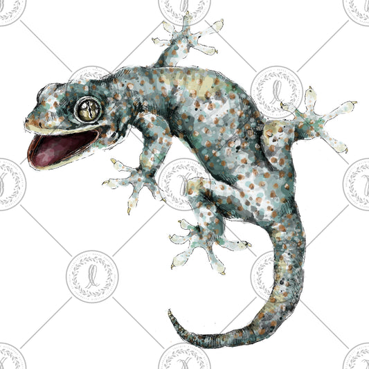 Common House Gecko (Gekko gecko)